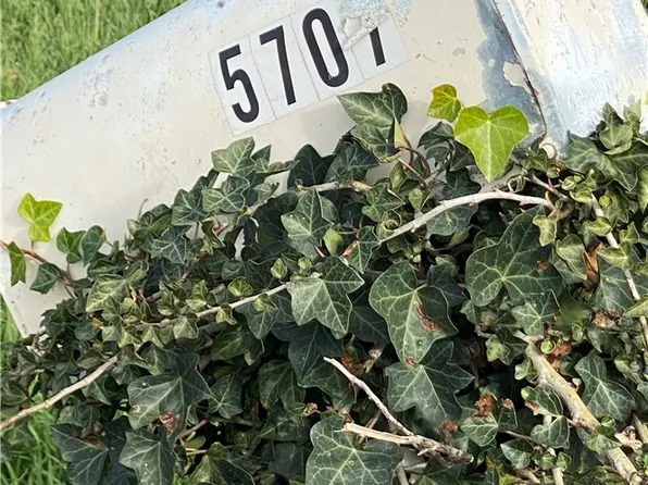 5707 Newman Ave Lot 12, Paradise, CA 95969