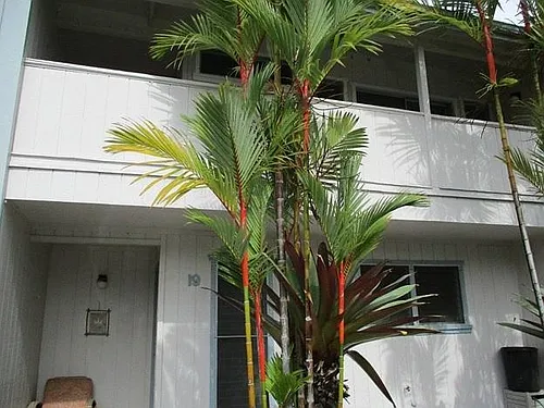 34 E Kawili St #19 Photo 1