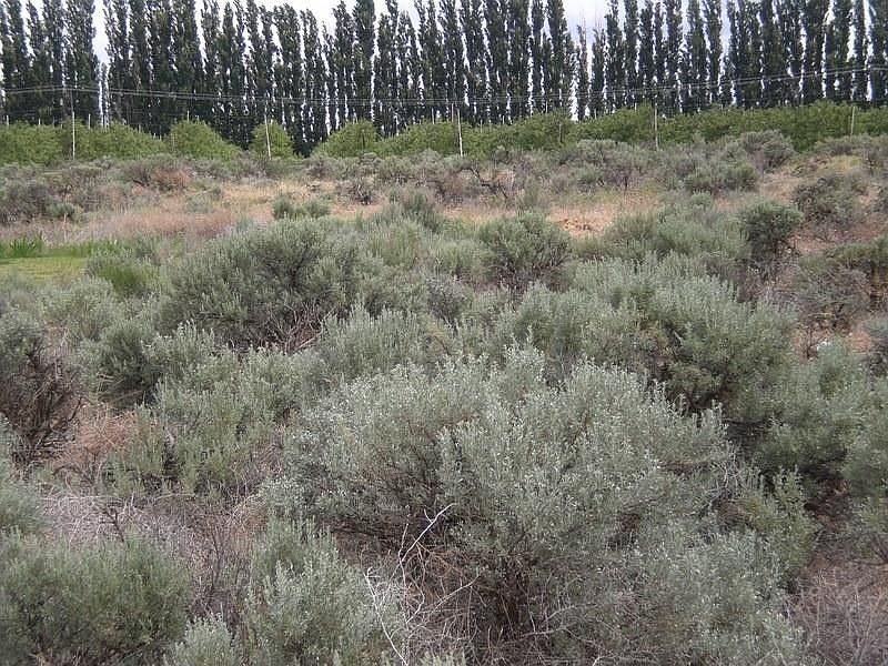 east side of property