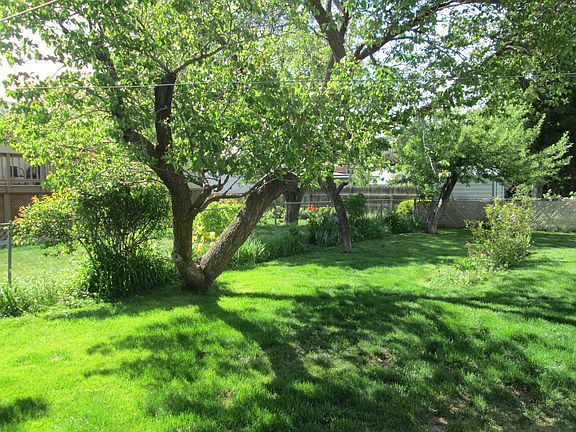 backyard fruit trees