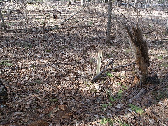 5th image of Tall Timbers Rd