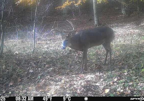 5th image of 0 Three Lick Rd