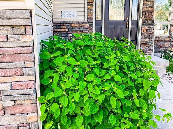 5th image of 3554 Burgundy Dr