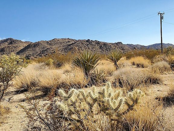 Native plants on property.