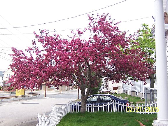 Crabapple tree in bloom