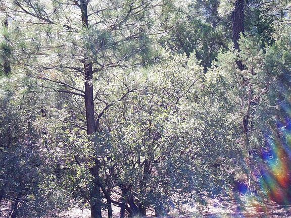 4th image of 831 E Pine Oaks Dr