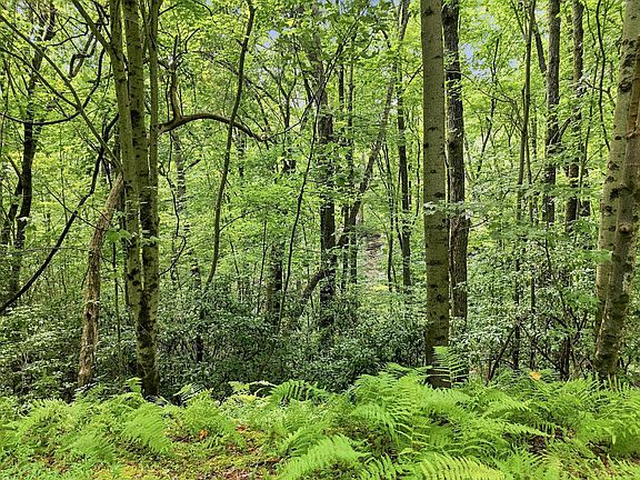 3rd image of LOT 27 Deer Crest Rd