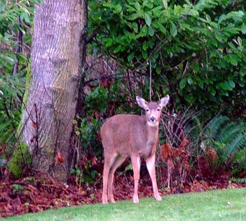 VISITING DEER