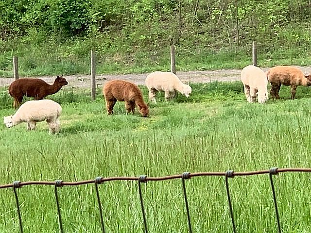 5 barns, 1 pole barn, 