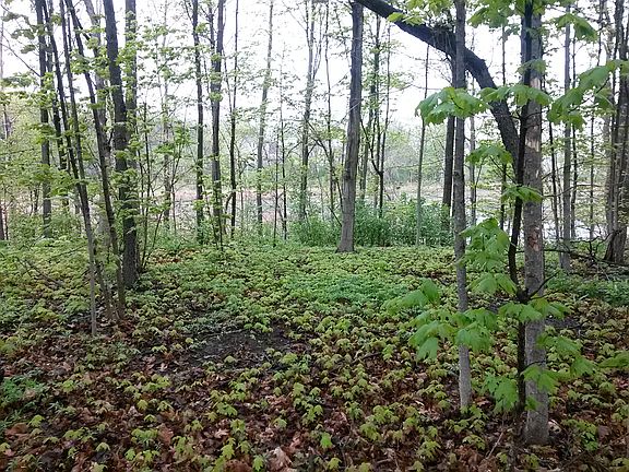 View toward wetlands