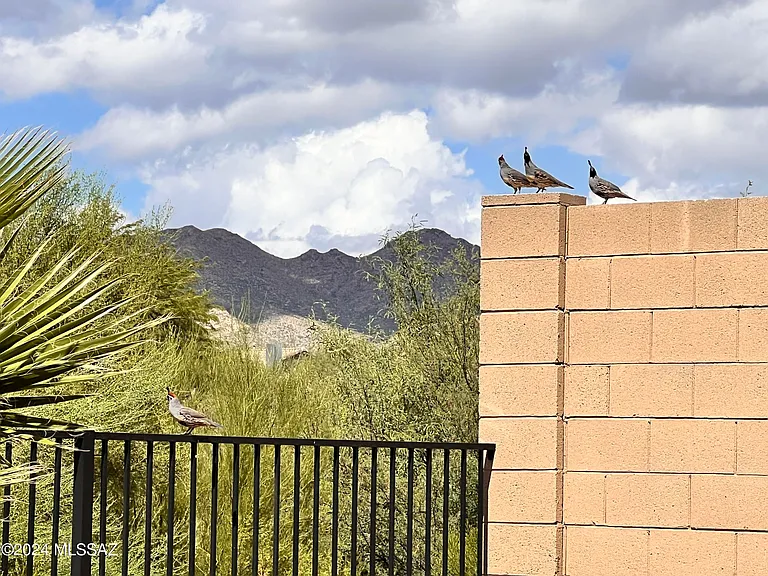 13289 N Rainbow Cactus Ct — Photo 38