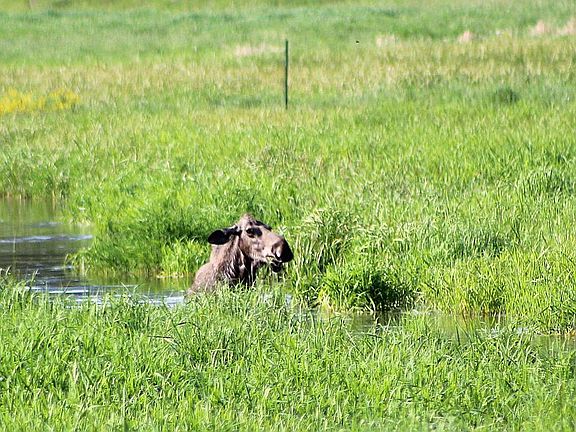 moose walking down the creek