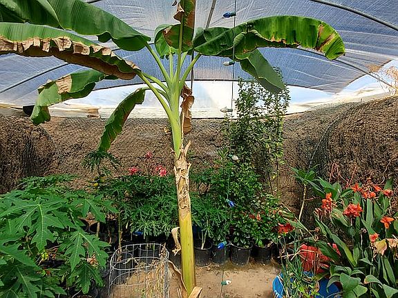 Underground climatized growing