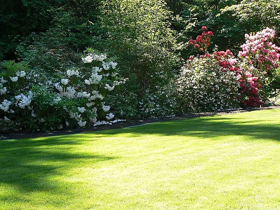 Mature rhododendrons