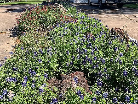 Driveway Bluebonnet Bed