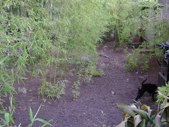 back yard