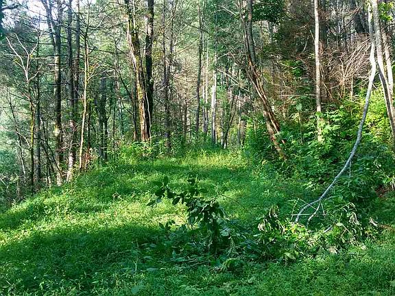 5th image of Lady Slipper Ln