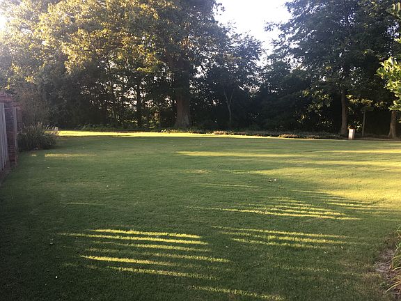 Back yard
