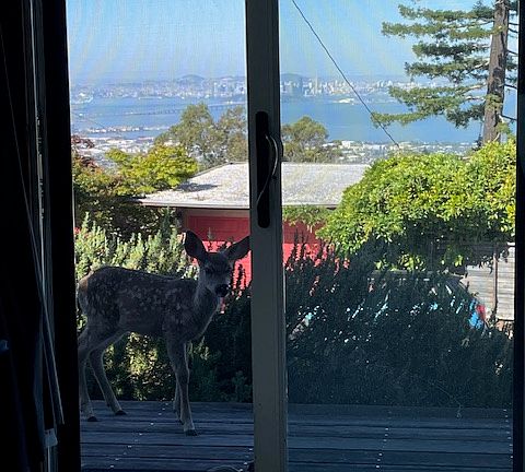 Bay view from inside main room