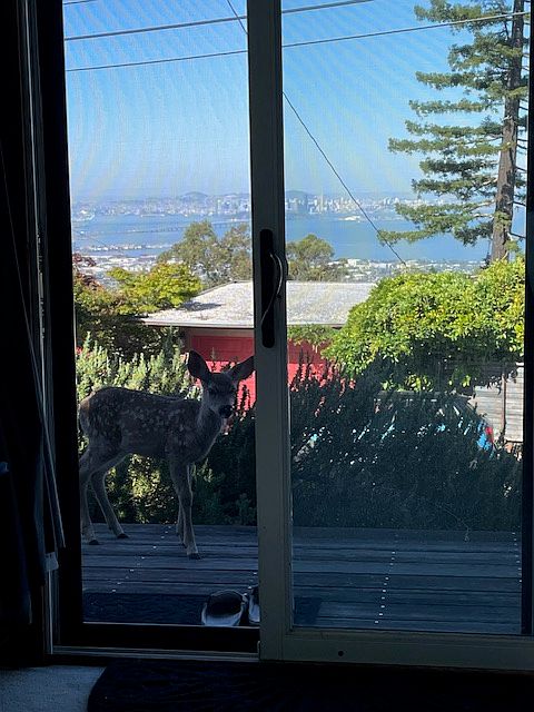 Bay view from inside main room