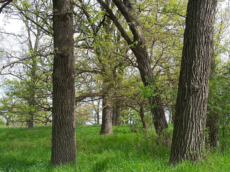 1.9 Acres of Oaks