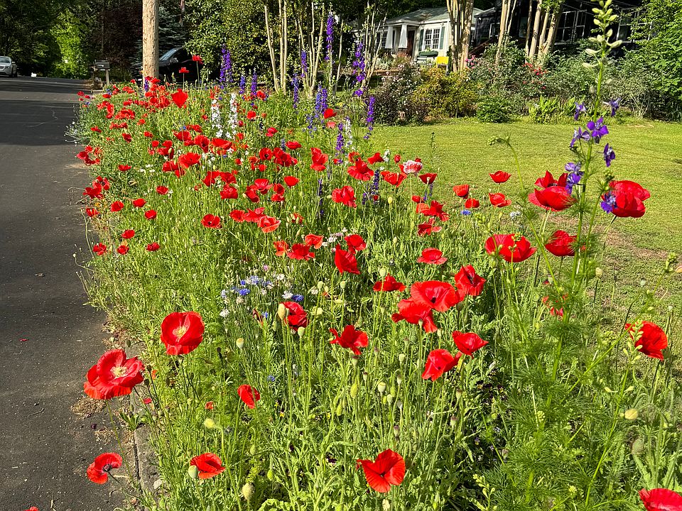 Springtime poppies/curbside garden