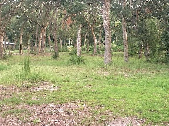 Beautiful Live Oaks,No Pines