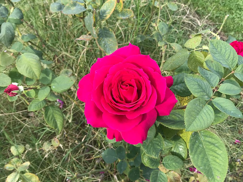 Abundance of flowers