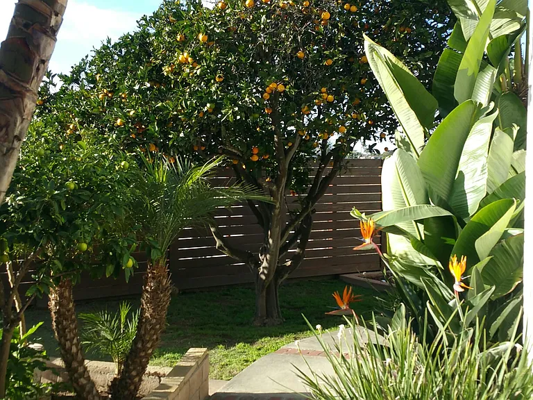 Lower backyard