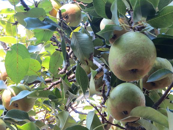 Pear tree