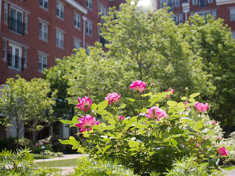 Flowers in the Courtyard