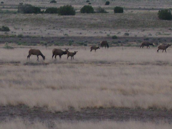Elk in South pasture