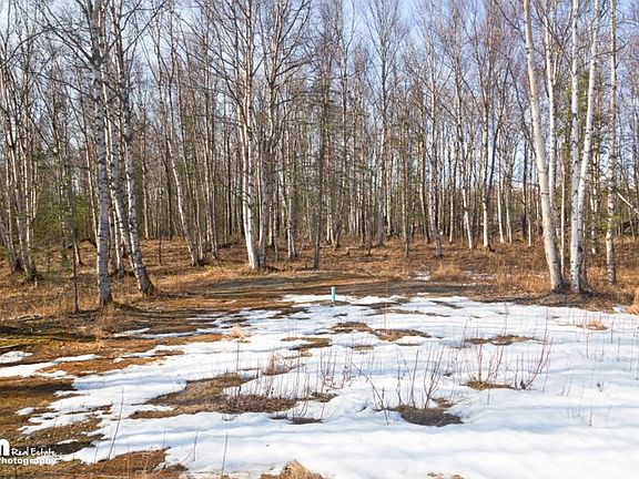 Forest 
During Winter