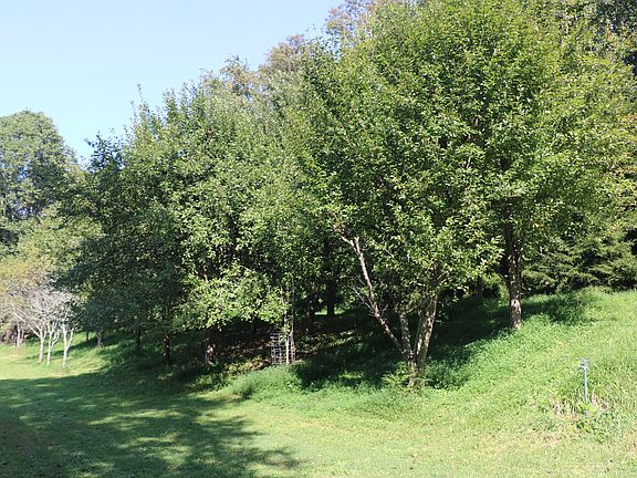Fruit Trees and Grape Arbor