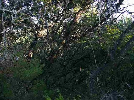 5th image of 2288 E BORGFELD ROAD
