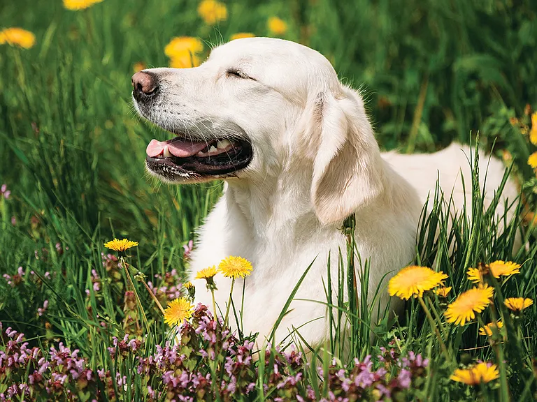 Your 4 legged friend is welcome here