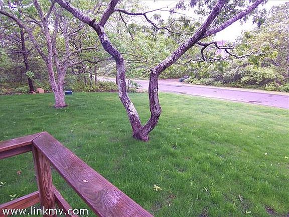 Front yard