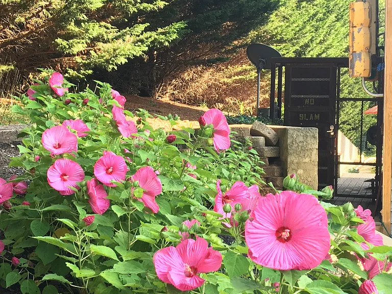 Utopia Entry Door with July Hibiscus Surprise