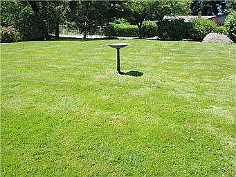 Large front yard