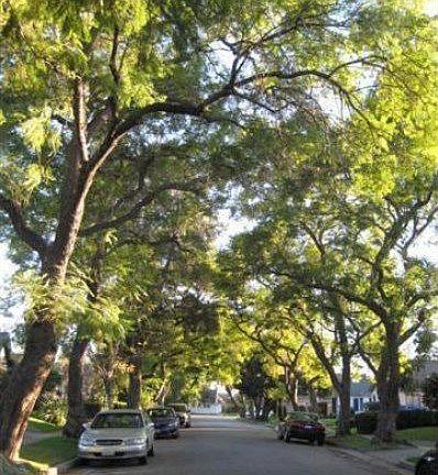 2nd image of 1804 Olive Ave