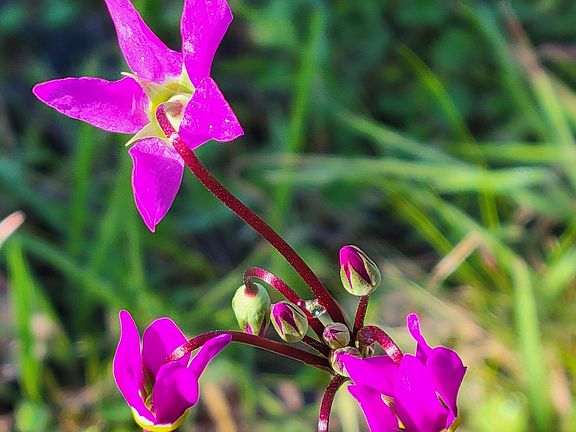 4th image of 18330 Morning Dew Rd