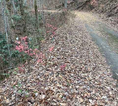 2nd image of LOT 5 Hickory Hollow Way