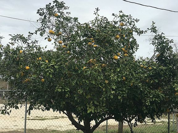 Grapefruit tree
