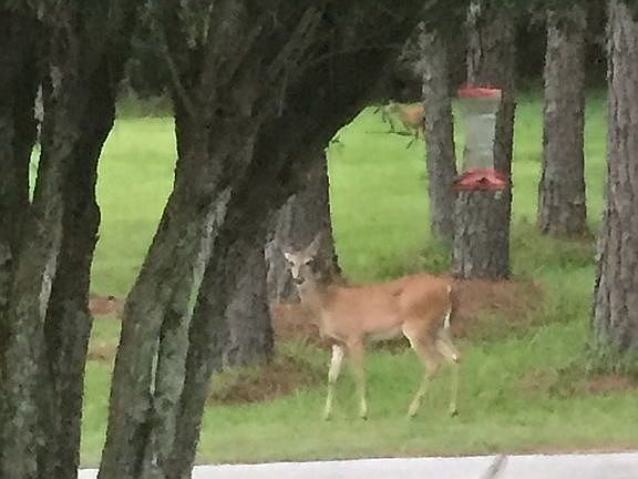 View from back porch. 
