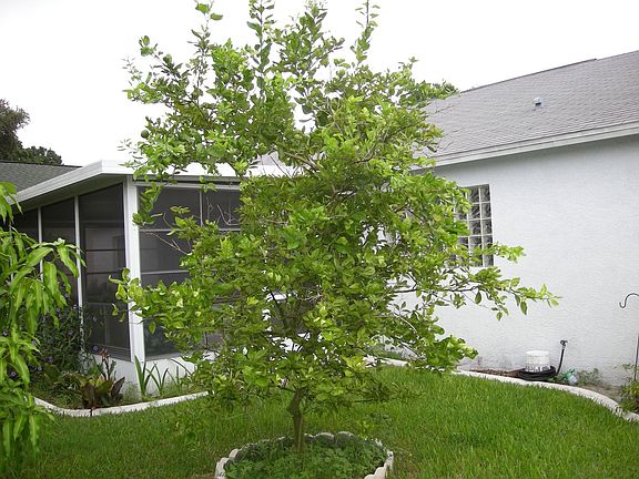 Rear - Honeybell tree