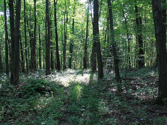 2nd image of Lot 4 Fallecker Road