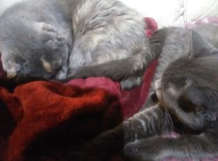 550 Peshtigo Brook Rd, Suring, WI 54174