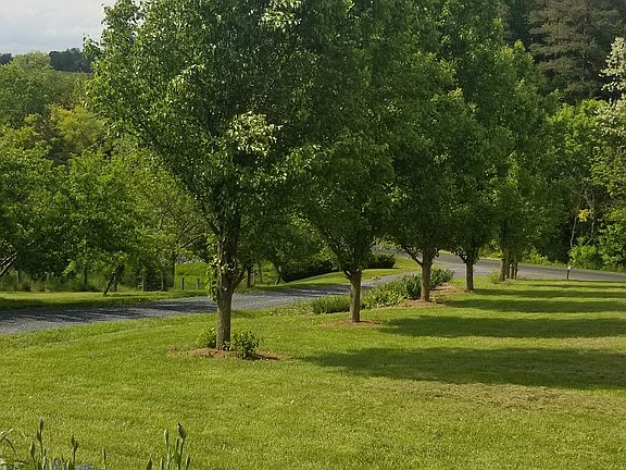 Mature fruit trees on proprt