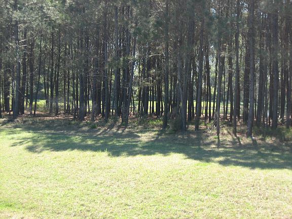 Lake beyond trees