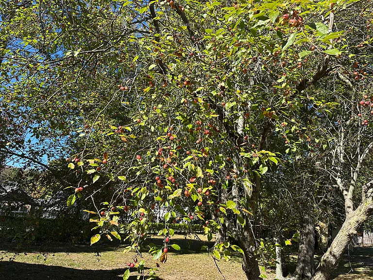 40 Emilissa Ln #A — Photo 13